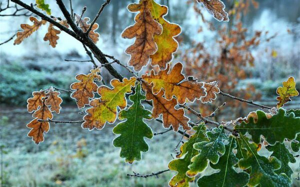 oak leaves frost, Order of Bards, Ovates & Druids.