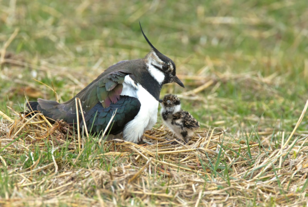 lapwing and chick, Order of Bards, Ovates & Druids.
