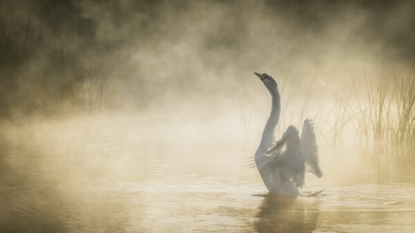 mute swan, Order of Bards, Ovates & Druids.