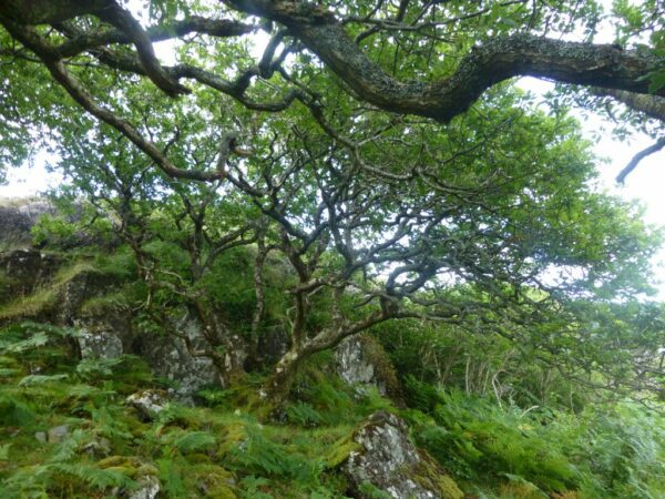 ardnamurchan oak, Order of Bards, Ovates & Druids.