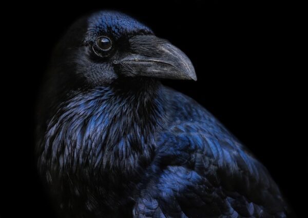 Corvids, Cats and Metaphors for the Soul