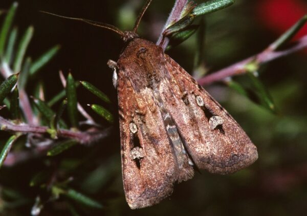 Bogong moth close up, Order of Bards, Ovates & Druids.
