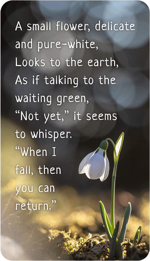 A small flower, delicate and pure-white. Looks to the earth. As if talking to the waiting green. "Not yet" it seems to whisper. "When I fall, then you can return".