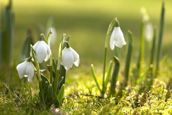 snowdrops, Order of Bards, Ovates & Druids.