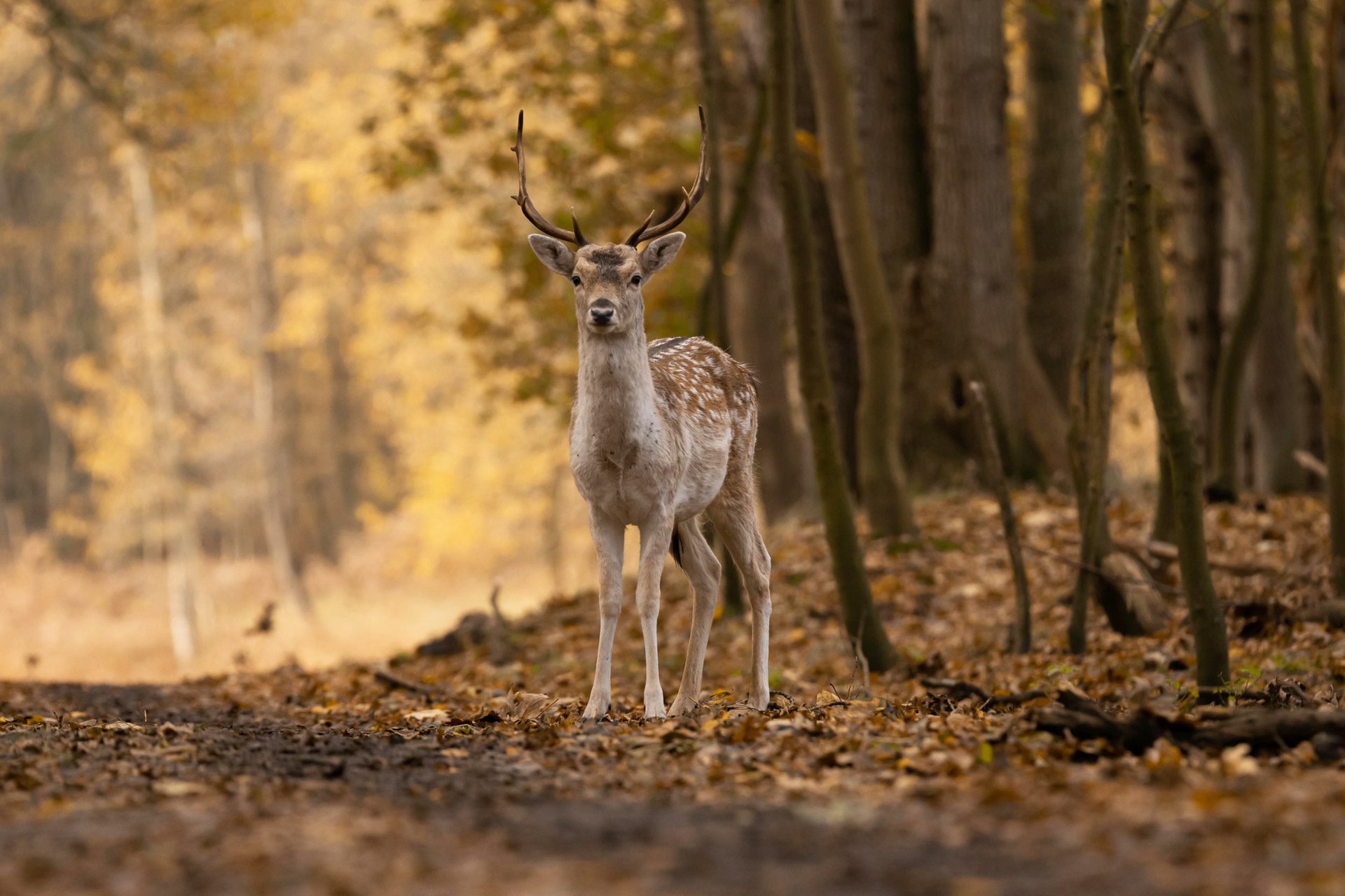 Animal Lore | Order Of Bards, Ovates & Druids