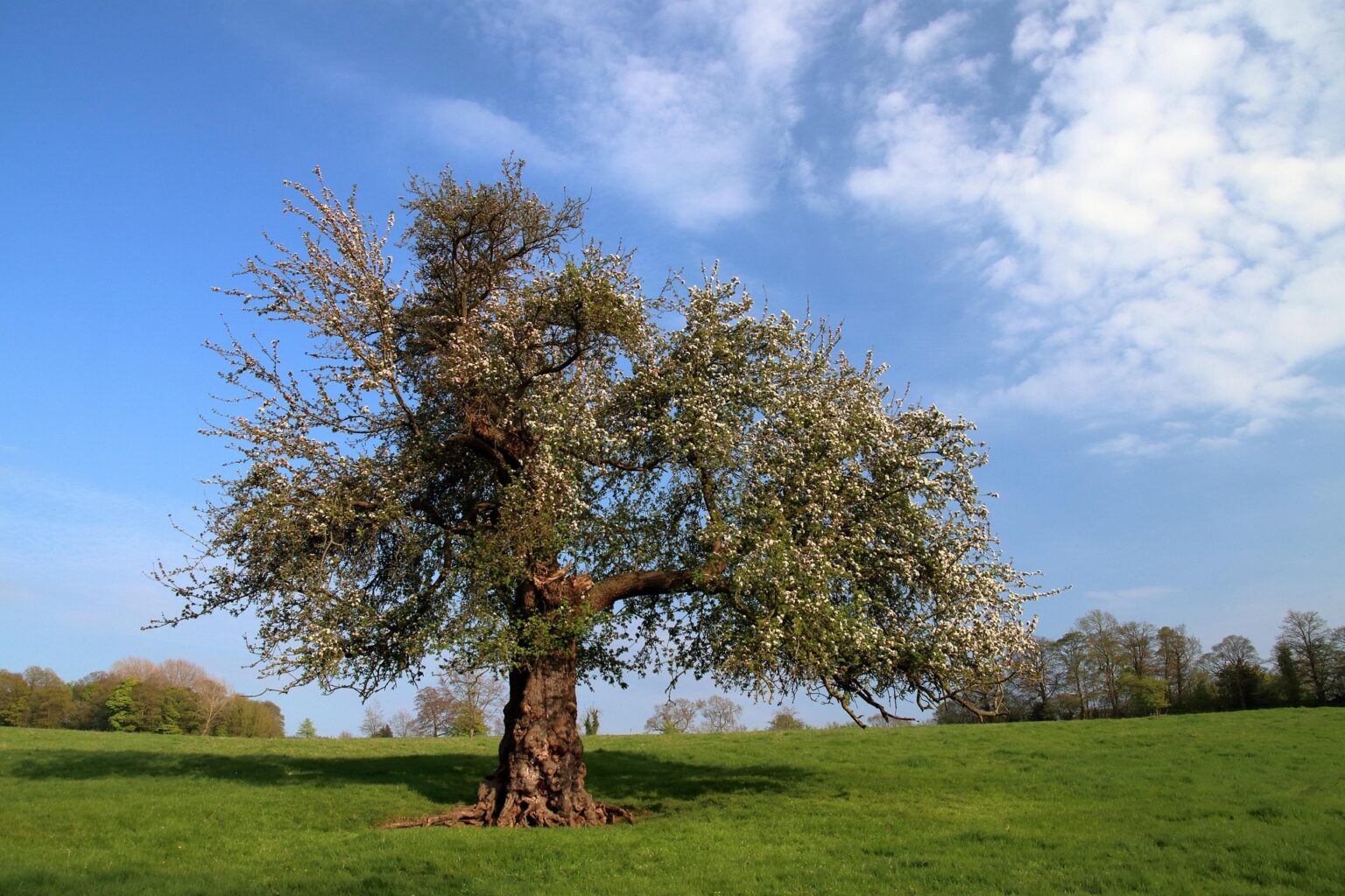 Hawthorn Tree | Tree Lore | Druidy