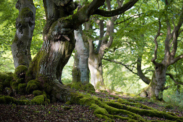 istockphoto trees, Order of Bards, Ovates & Druids.