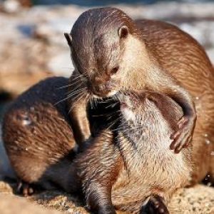 602px-Pair_of_Otters