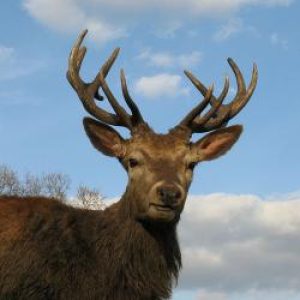800px-Red_Deer_Stag_Wollaton_Park