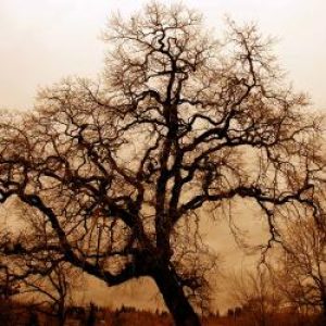 Bare_Oak_Tree
