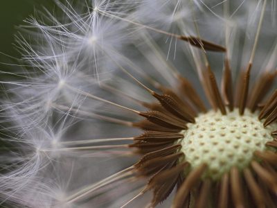 Dandelion_seed_head_closeup