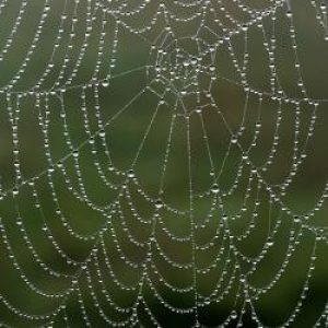 Dew_on_a_spider's_web_-_geograph_org_uk_-_951235