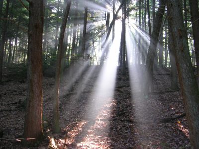 Gorge_Sunlight_Through_Trees