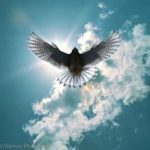 Kestrel-male-in-flight-with-sunny-sky