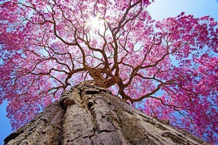Pau D'Arco tree