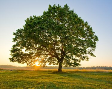 Tree-11