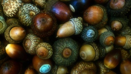 acorn textures