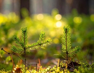 adobe pine saplings