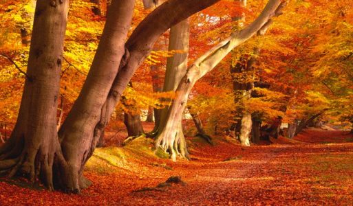 autumn-beech-trees