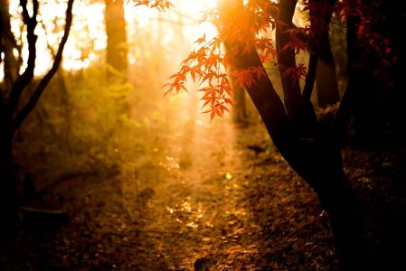 autumn light