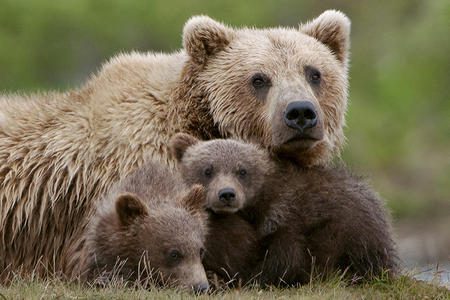 Mom and cubs relaxing in Denali National Park.