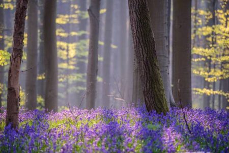 bluebell istock
