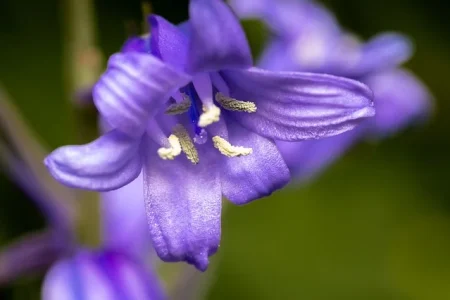 bluebell macro