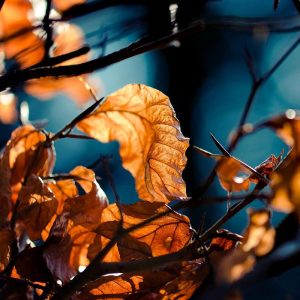 brown leaf light
