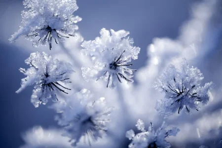 depositphotos frozen-flower
