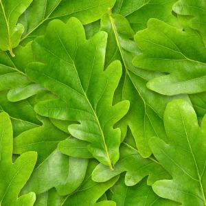 depositphotos grean oak leaves