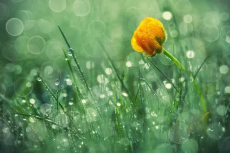 depositphotos rain grass flower