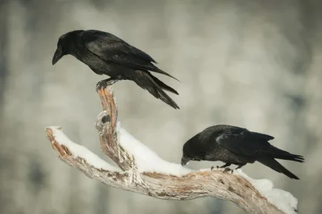 depositphotos two ravens