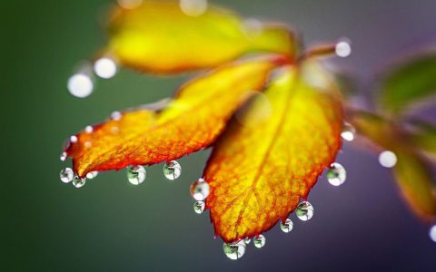 drops on autumn leaves