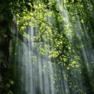 forest-56930_1280-e1574529812483