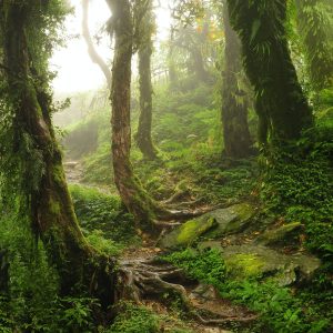 forest mossy