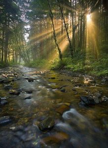 forest-stream-sun