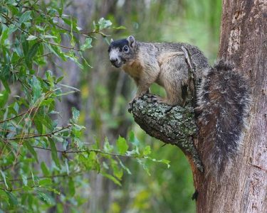 fox squirrel