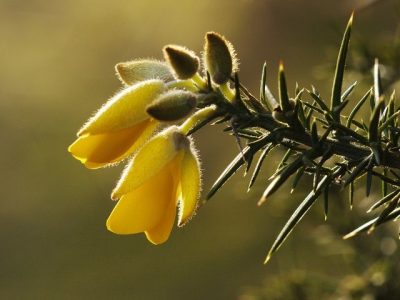 gorse macro
