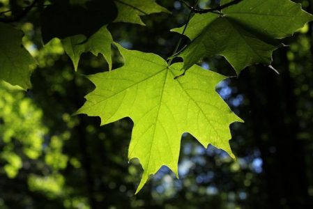 green sugar maple leaf