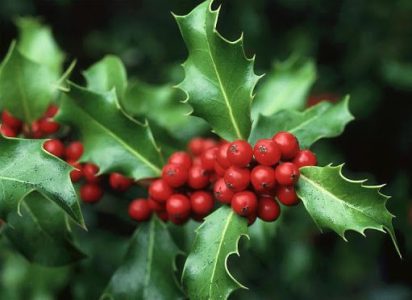 holly