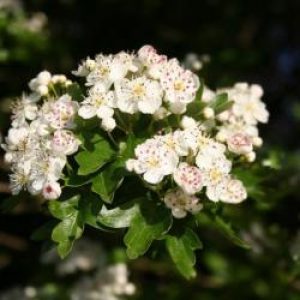 image21