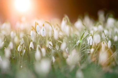 imbolcSnowdrops-heroBan1920x1280
