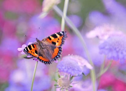 close up of a tortoiseshell butterfly with open wings feeding on a purple flower