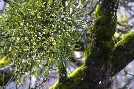 mistletoe-7264573_1280