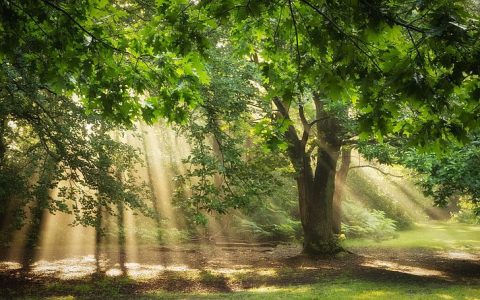 nature-trees-sunlight-sun-rays-wallpaper-preview