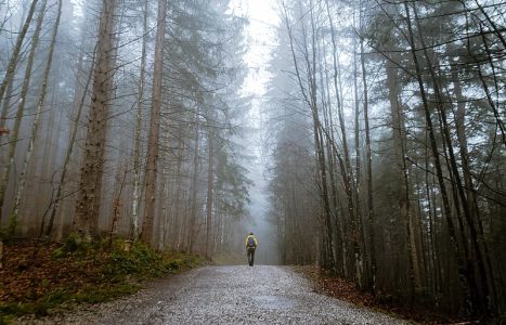 person-walking-on-forest
