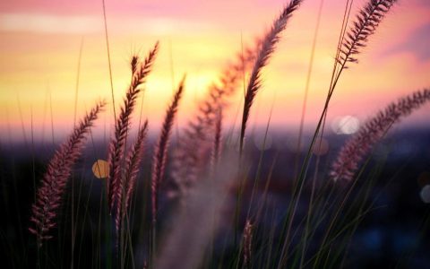 plant-macro-photography-sunset-grass-leaves-blur-2K-wallpaper-middle-size