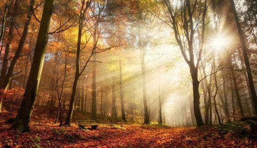 rays-path