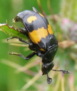sexton beetle
