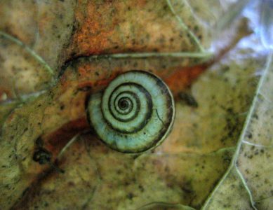 snail on autumn leaf